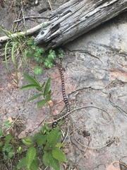 Lampropeltis pyromelana
