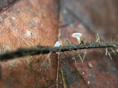 Calyptella