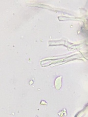 Calyptella