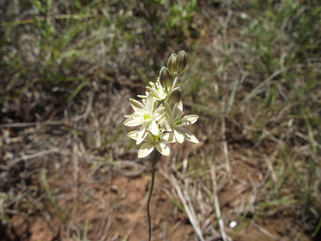Ornithogalum perdurans