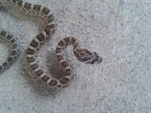 Great Plains Ratsnake
