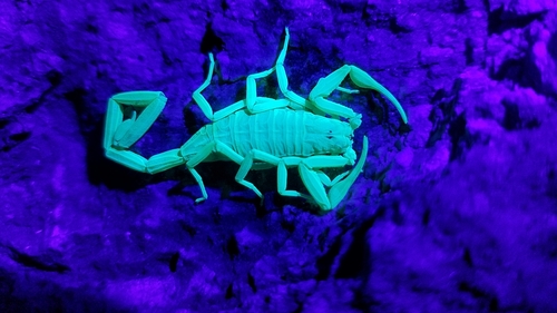 Arizona bark scorpion