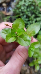 Epilobium rotundifolium