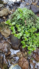 Epilobium rotundifolium