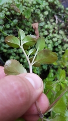 Epilobium rotundifolium