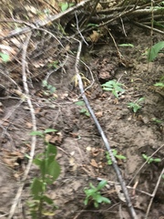 Lampropeltis pyromelana