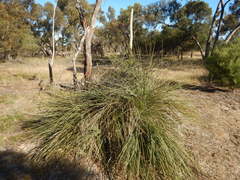 Xanthorrhoea caespitosa