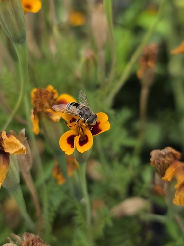 Unknown species found near Ontario, OR 97914, USA