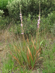 Watsonia marginata