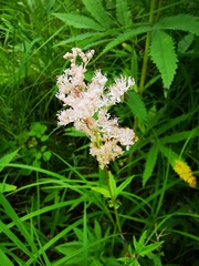 Filipendula palmata