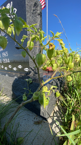long-leaved groundcherry