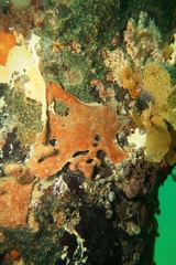 Polysyncraton
