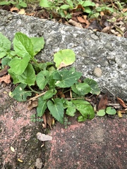 Viola inconspicua nagasakiensis