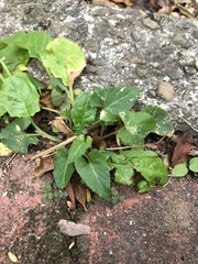 Viola inconspicua nagasakiensis