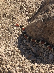 Micruroides euryxanthus