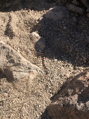 Micruroides euryxanthus