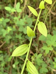 Osyridicarpos schimperianus