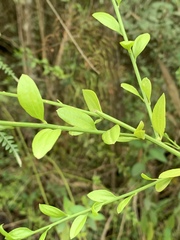 Osyridicarpos schimperianus