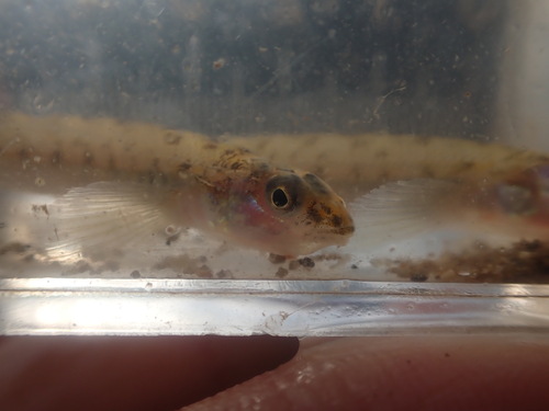 Scaly sand darter (Ammocrypta vivax) — Percidae — 4