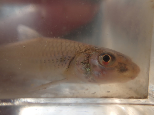 Sabine shiner (Notropis sabinae) — Cyprinidae — 4