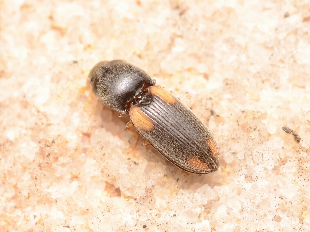 Cardiophorus spilotus