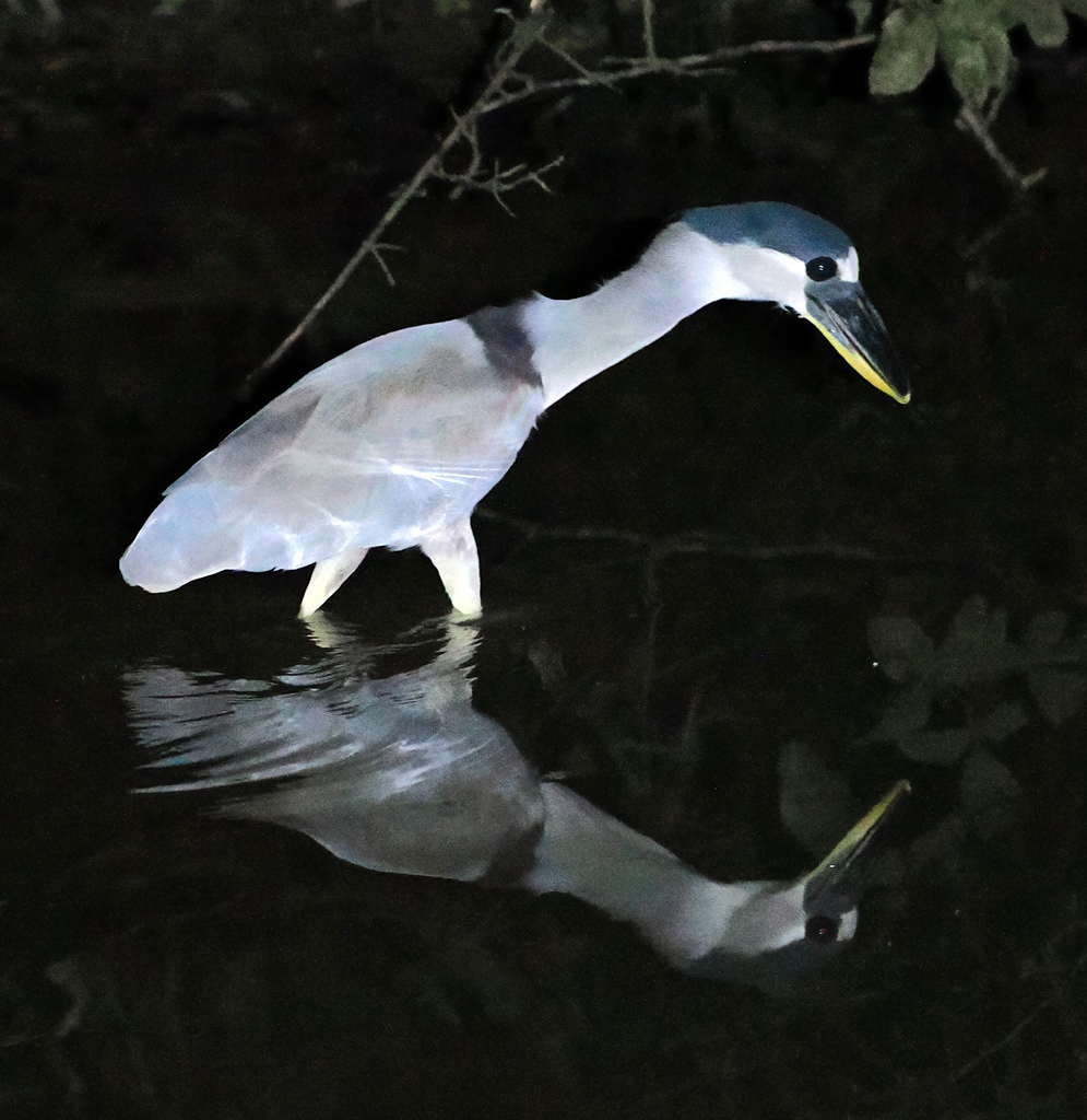 Boat-billed Heron