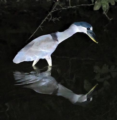 Boat-billed Heron