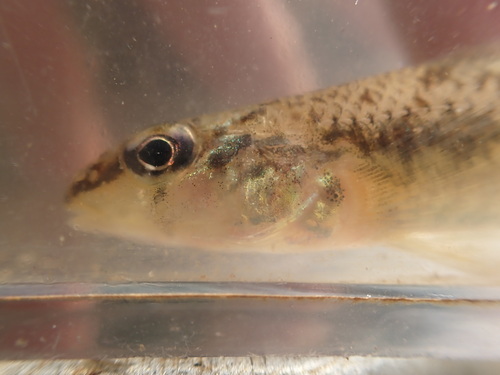 Saddleback darter (Percina vigil) — Percidae — 4