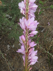 Watsonia marginata