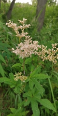 Filipendula palmata