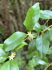 Cassinopsis ilicifolia