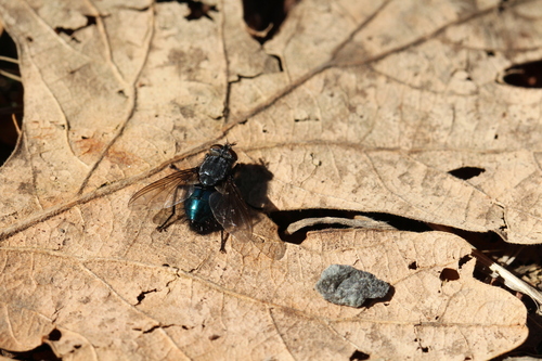 Unknown species found near Mt Tolmie, Saanich, BC V8P 1P8, Canada