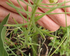 Miraglossum verticillare