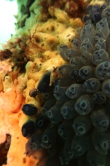 Clavelina moluccensis