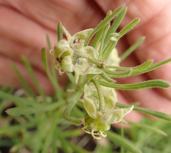 Miraglossum verticillare