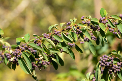 Cotoneaster affinis, photograph Andrew Skotnicki, CC BY, iNaturalist via GBIF