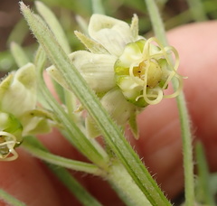Miraglossum verticillare