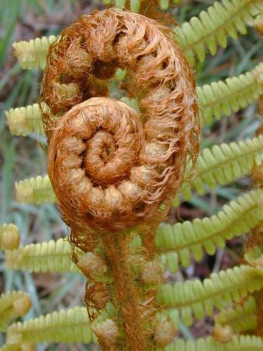 Dryopteris wallichiana
