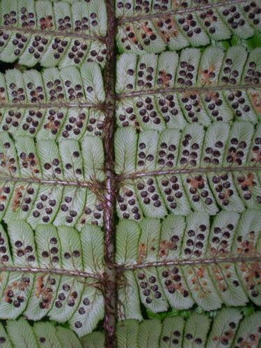 Dryopteris wallichiana
