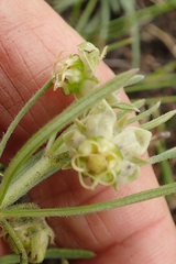 Miraglossum verticillare