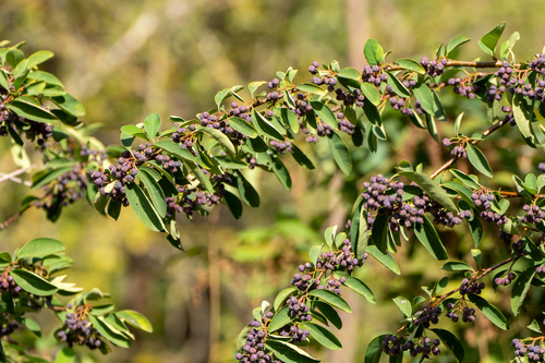 Open-fruited Cotoneaster (Cotoneaster bacillaris)