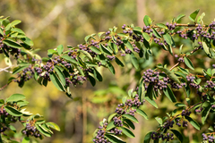 Cotoneaster affinis, photograph Andrew Skotnicki, CC BY, iNaturalist via GBIF