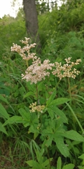 Filipendula palmata