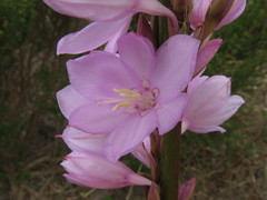 Watsonia marginata
