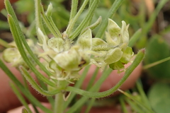 Miraglossum verticillare