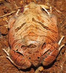 Physalaemus nattereri