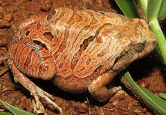 Physalaemus nattereri