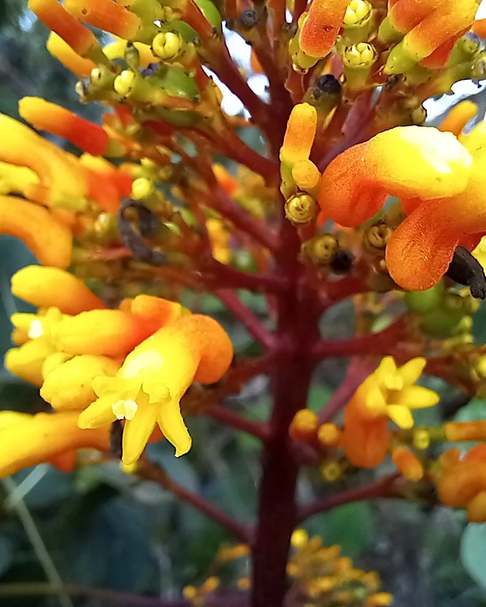 Palicourea rigida