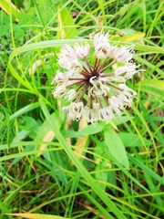 Allium ochotense