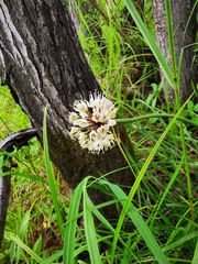 Allium ochotense